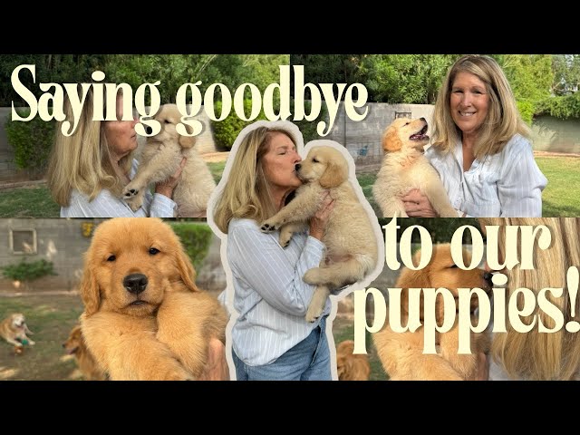 It’s Time to Say Goodbye… 🥺 Our Golden Retriever Puppies Are Going Home!