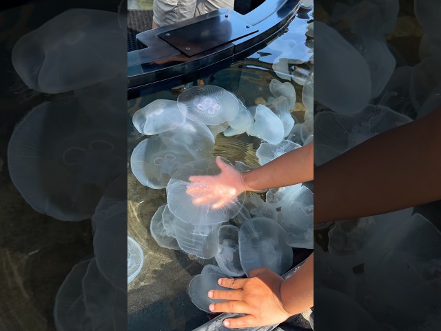 Touching Moon jellyfish!                        #kids #shorts #shortvideo