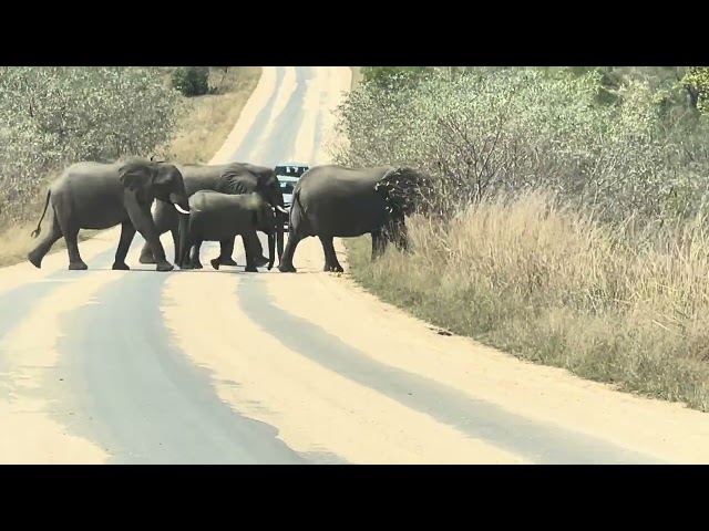 Elephants crossing the road