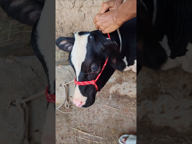 Make Your Own Cow Halter with Rope! 🐄🔥