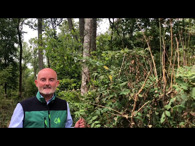 Updated guidance for managing woodland with ash dieback
