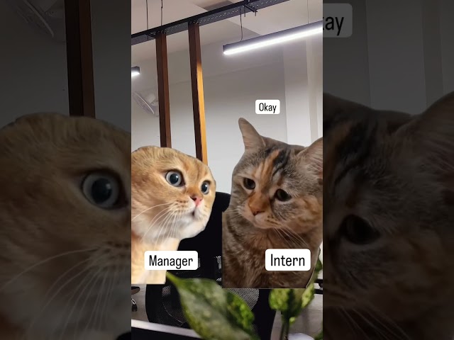 When Your Manager Asks if the Code is Committed... Intern Edition 😂👨‍💻👩‍💻