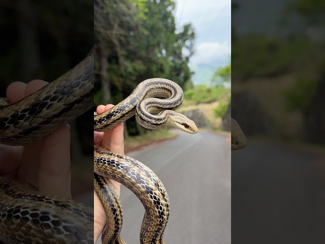 Flipping for Snakes in the Japanese Countryside!