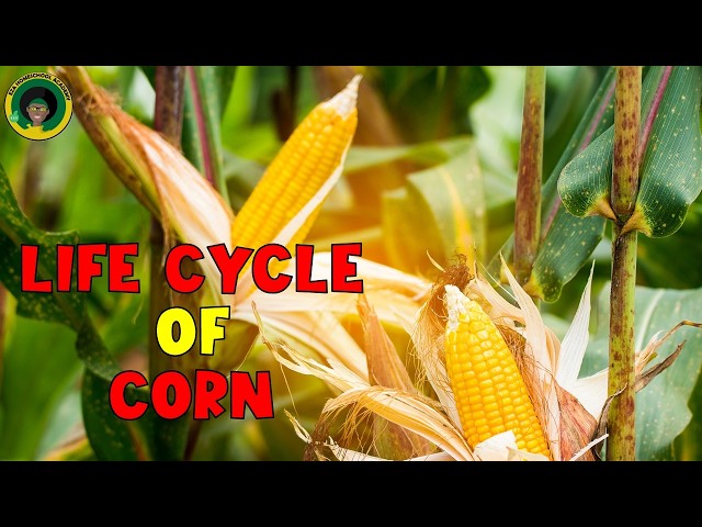 Corn Life Cycle | All about Corn