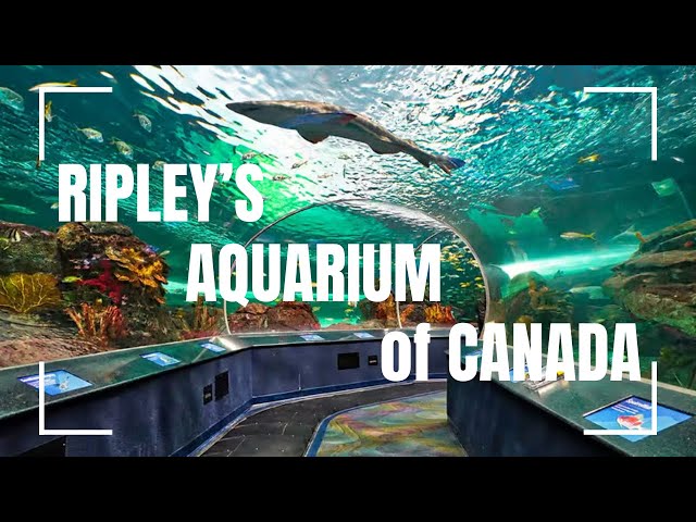 CN Tower | Ripley's Aquarium of Canada trip | theMountainFam
