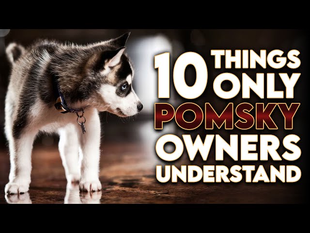 10 Things Only Pomsky Dog Owners Understand