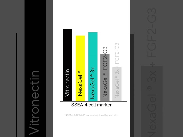 Revolutionizing iPSC Culture with NexaGel® STEM
