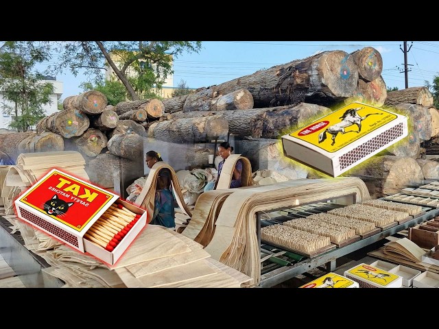 How to Make Amazing Matches Sticks ! How Millions of Matchsticks Are Made