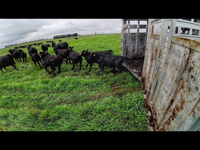 First Time Ever. Pairs to Pasture in Fall?