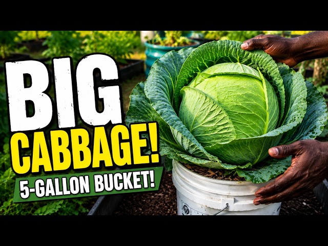 Don't Have a Garden? Grow Cabbage in Buckets!