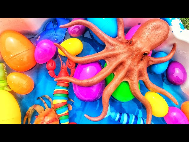 Learn sea animal names & facts for babies, toddlers, preschoolers, kids | surprise eggs
