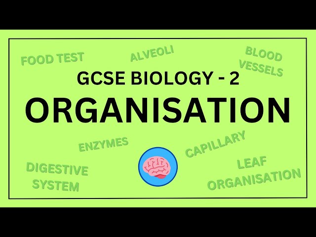 GCSE Biology Paper 1: Organisation in 10 Minutes! | AQA Revision