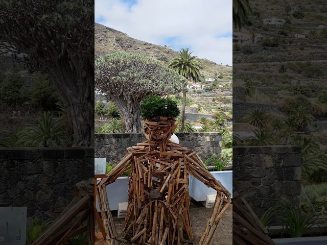El Drago Milenario tree