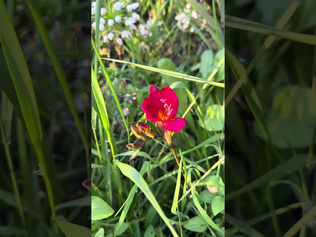 Freesia and its Qualities 🌼 #lacittadellaluce #flowers #garden #spring #flowers #garden