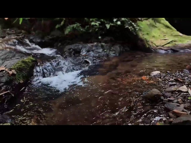 Relaxing Music, Sleep Music, Water Sounds, Meditation Music, Healing Piano for Mindfulness