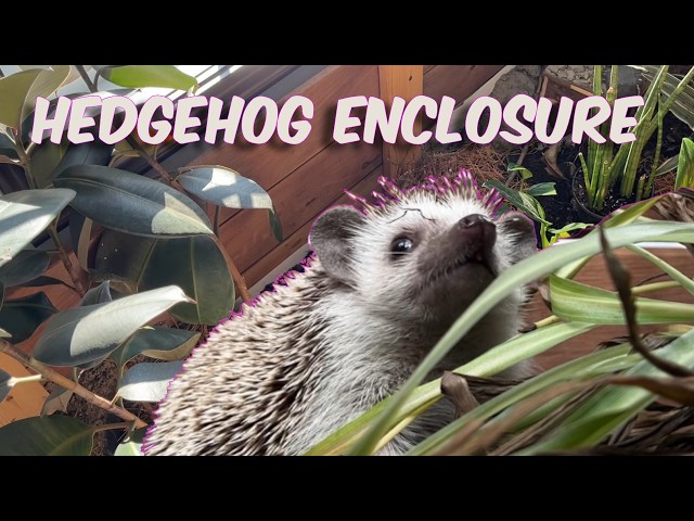 bioactive hedgehog enclosure refresh! 