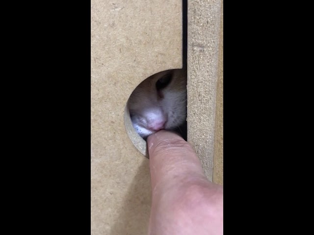 [verevere vertical] play hide-and-seek I