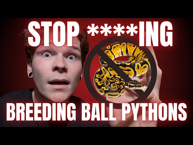 The Ball Python Situation is Completely Out of Hand