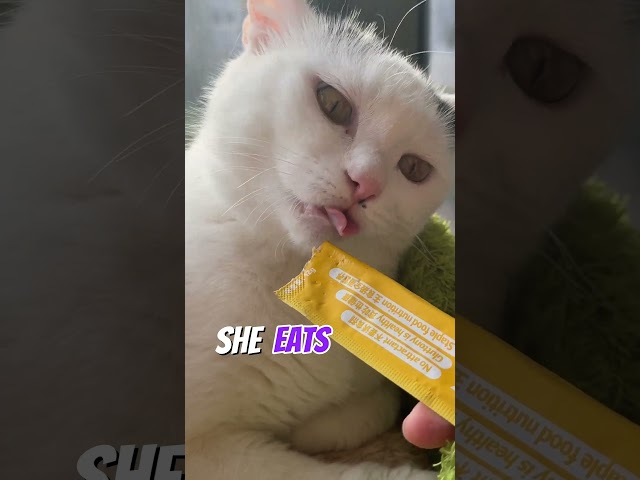 When a 3D printing studio gets a CAT😼
