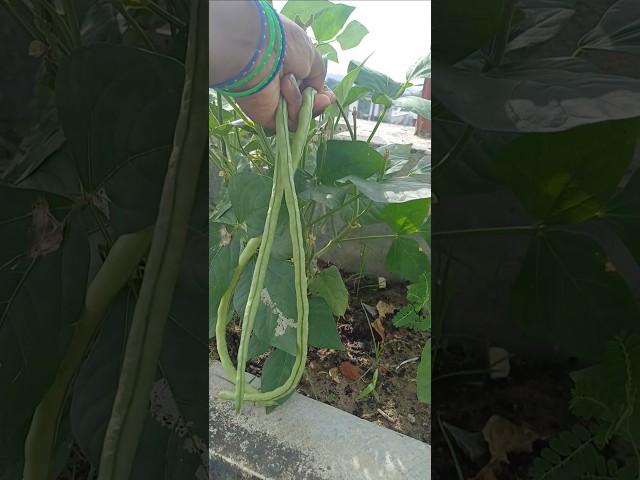 😱 “इतनी लंबी Beans? Garden में सब्जी उगाई है या रस्सी? 😂 #youtubeshorts #viral #shortsfeed #Garden