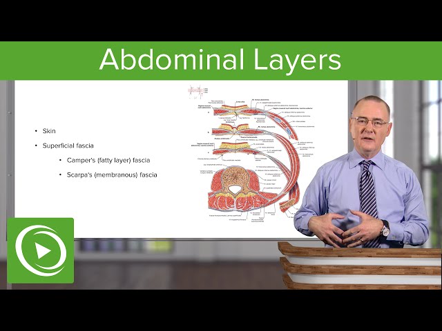 Layers of the Abdominal Wall – Anatomy | Lecturio
