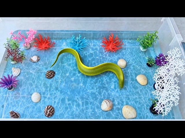 OCEAN ANIMAL TOYS TURN REAL AT HOME! | Animals Become Alive with Jeremy