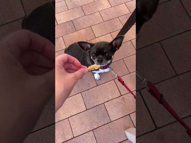 My dog when he sees a treat 👀 Cute Chihuahua 🤣 | Funny dogs #Shorts