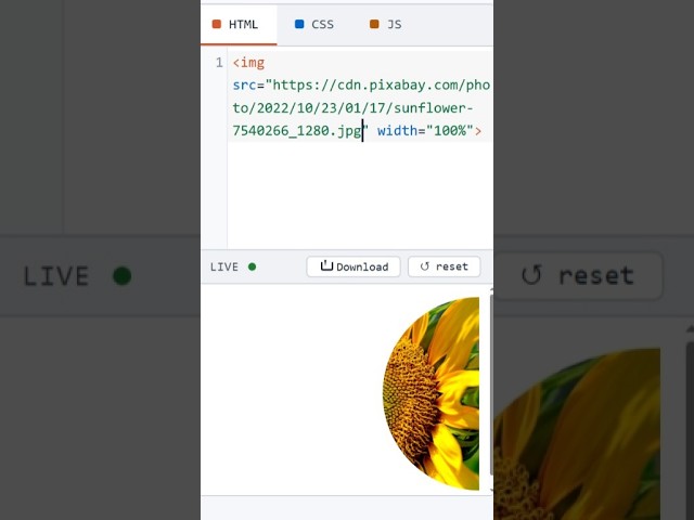 HTML Image Clip Path Half Circle #coding #htmltutorial #csstutorial