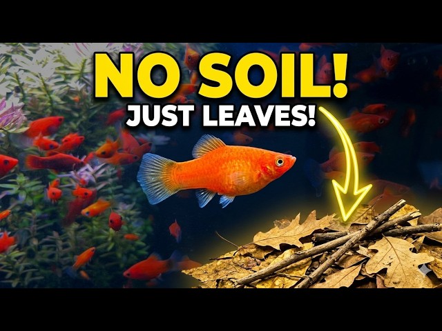 I Built a Father Fish Tank Using ONLY Leaves & Sticks (532 Day Update)