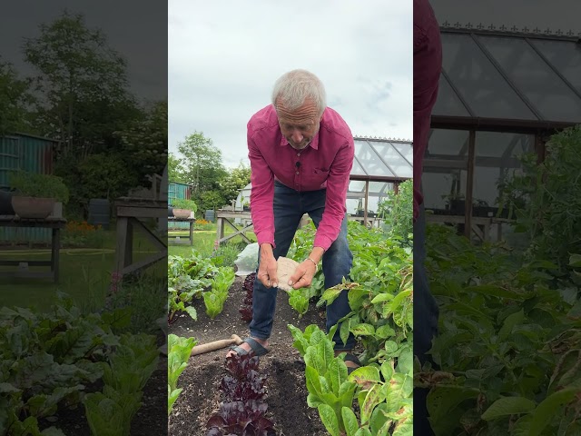 Sow Parsnips in June Between Lettuce | Easy No Dig Succession Sowing