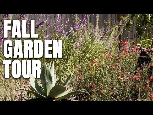 I Planted Over 40 Rare Texas Native Trees & Shrubs This Fall (Garden Tour)
