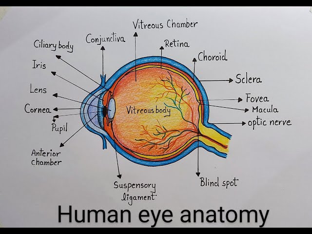 How to draw Human Eye diagram drawing step by step l Drawing of labeled diagram of Human Eye easily