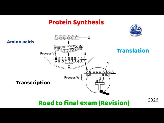 Protein Synthesis (road to final Rev!) 
