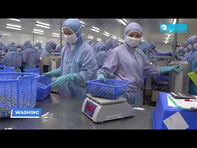 Raw PTO Vannamei Shrimp Processing Line