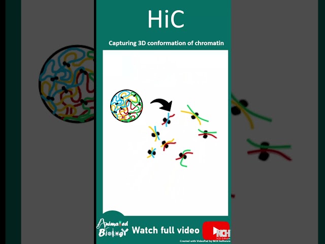 HiC | High-throughput Chromosome Conformation Capture |Animated biology with Arpan