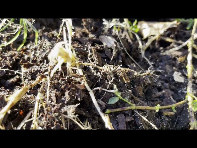 Composting
