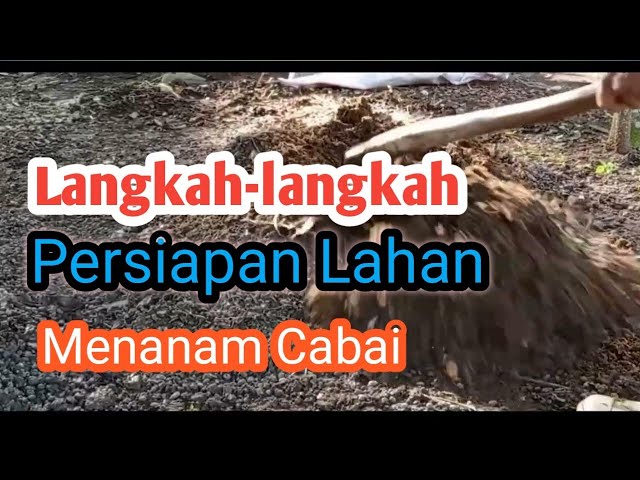 Langkah-langkah Persiapan Lahan Menanam Cabai