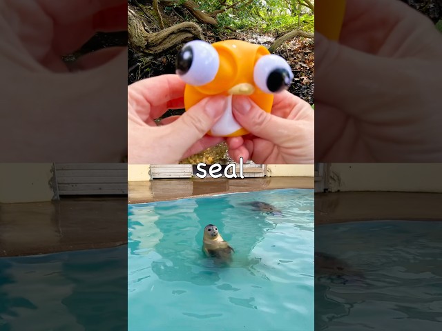 Learn Sea Animal Names for Kids at the Double Waterfall: Seal Fiddler Crab Turtle Spider Crab
