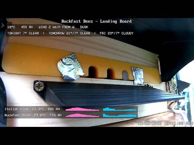 Live Beehive Stream: Final flow before winter!