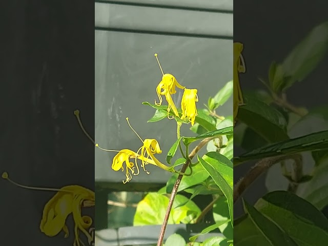 Honeysuckle love...