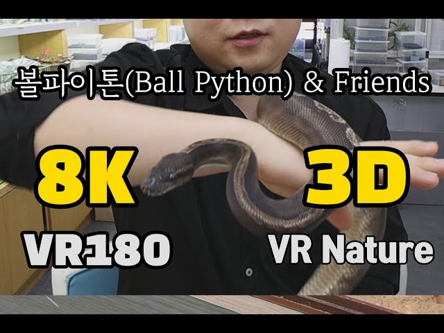 [VR Nature] 볼파이톤, 블랙킹, 호그노즈 스네이크 (Ball Python, Black Kingsnake, Hognose Snake) ‪@DomaManGimpo