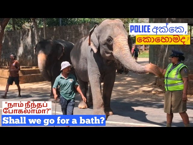4K: Safari day in paradise | Sri Lanka wild elephants | sri lanka biggest elephant |wild discoveries