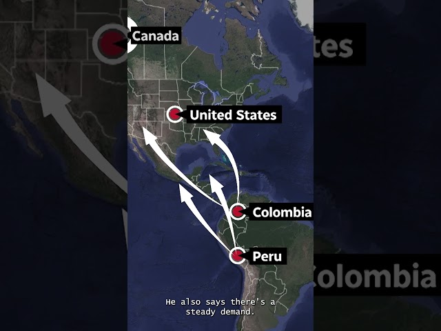 Cross-border cocaine: How it’s detected and why it’s such a problem #windsor #news #cocaine