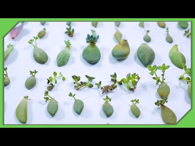 Get FREE Succulents Easy ( Most People Dont Know About This! )