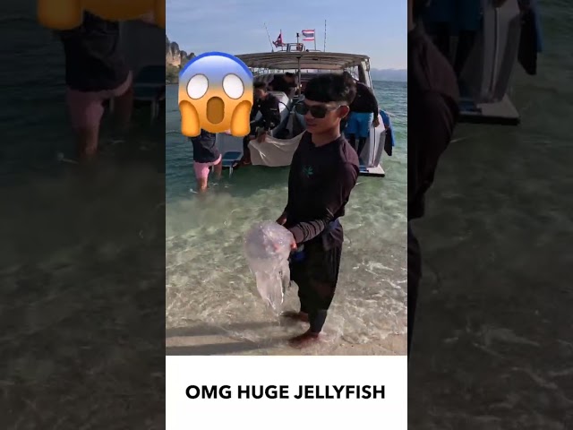 HUGE JELLYFISH 😱 #jellyfish #travelvlog #thailand