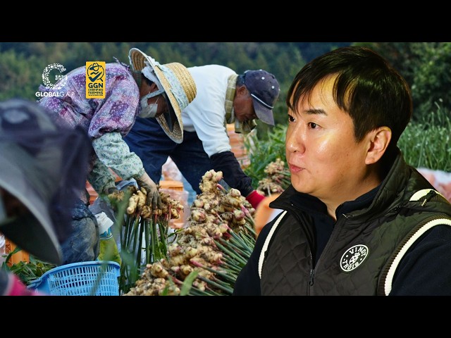 Three ways ASANO produces ginger responsibly in Japan