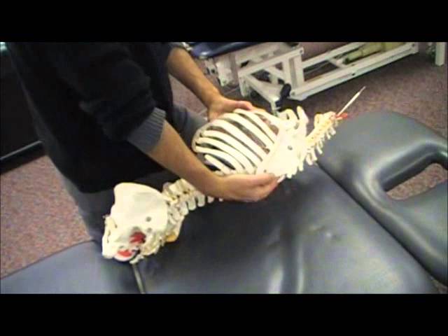 Costotransverse Quick Thrust