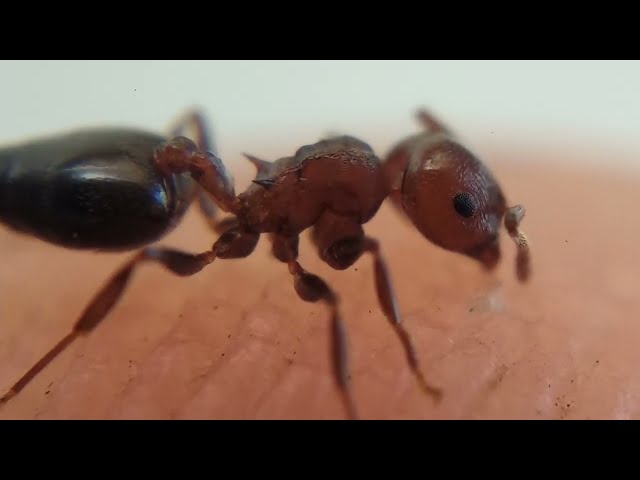 Monster Red Ant 100x Zoom 😰