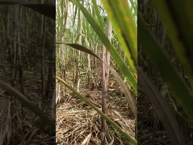 Tanaman tebu tidak maksimal, karena kurang perawatan
