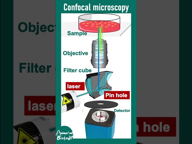 Confocal microscopy explained in 2 min | 2 min microscopy playlist